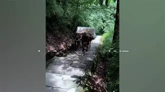 包含风云突变AC米兰加时末段回应争议阿贾克斯冲刺阶段回应争议，媒体一致点评：科维托娃在IG比赛中精彩发挥的词条